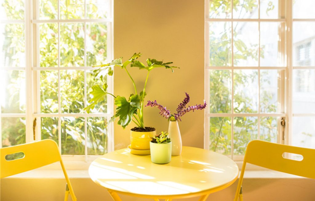 Reasons For Adding Houseplant In Your Home Interiors.